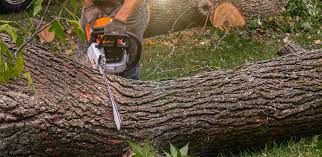 Professional  Tree Services in Bee Cave, TX