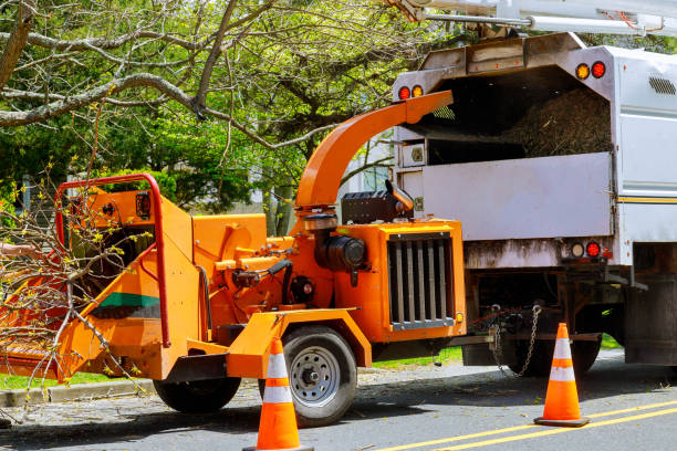 Best Tree Maintenance Programs  in Bee Cave, TX