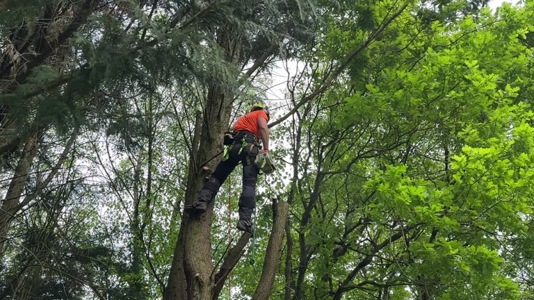 Why Choose Our Tree Removal Services in Bee Cave, TX?